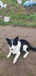 Suczka Border Collie