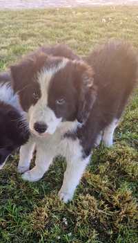 Border collie- kennel club