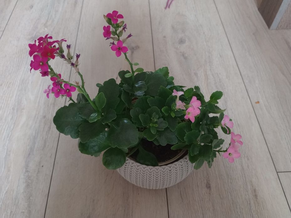 Fiołek afrykański + kalanchoe + grudnik czerwony, biały