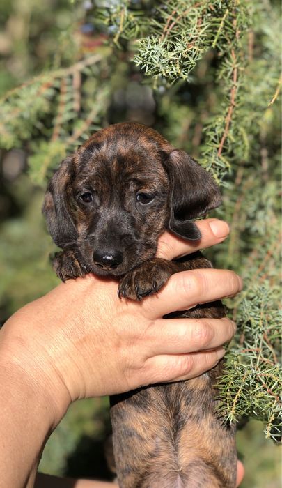 Тигрове цуценя мініатюрної такси з документами клуба