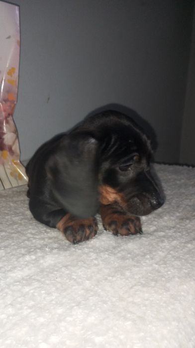 Jamnik piesek czarno podpalany