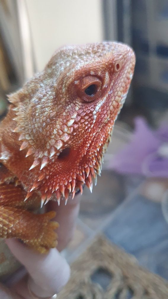 Красная бородатая агама pogona vitticeps