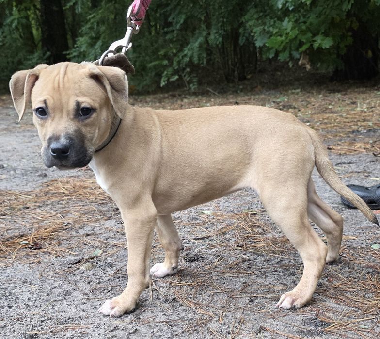 Pitbull,APBT,American pit bull terrier