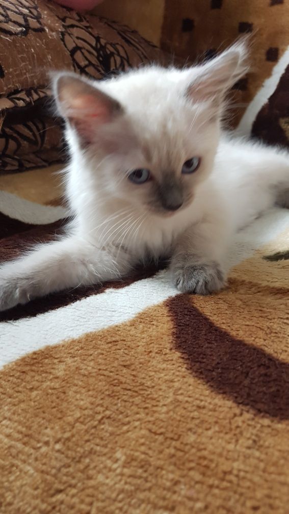 Ragdoll kotek RAG a