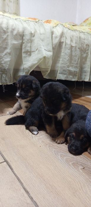 Віддам цуценят в добрі руки