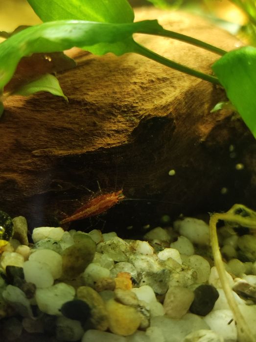 Akwarium Aquael 54l krewetkarium zestaw z życiem energooszczędne!