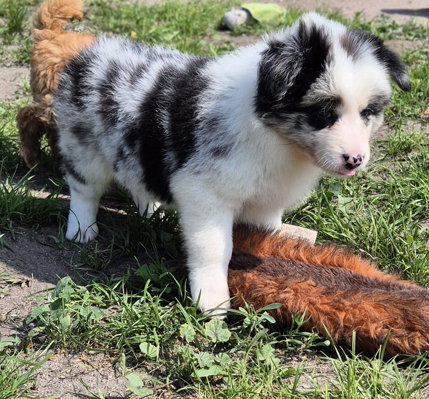 Suczka border collie