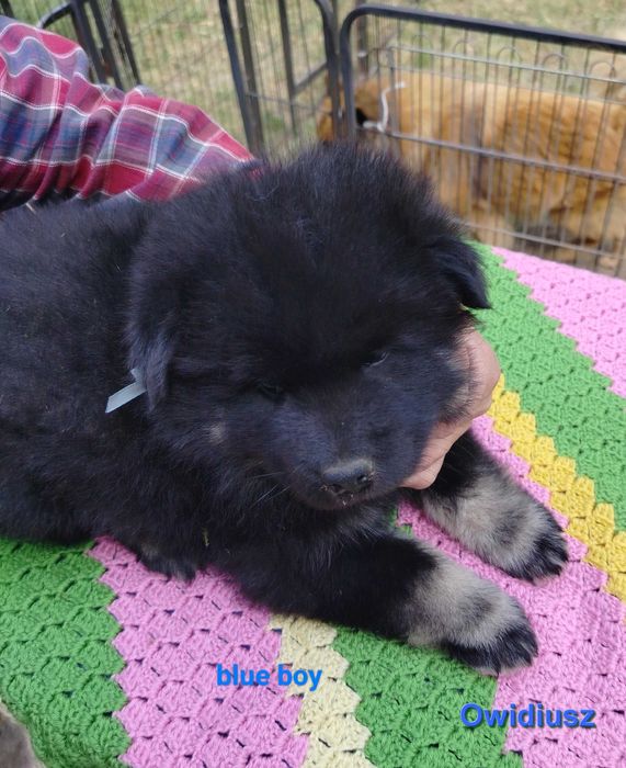 Eurasier FCI -  maluchy już gotowe do odbioru  !!!