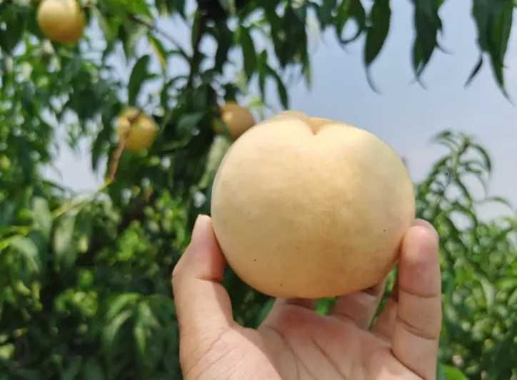 Pessegueiro que dá pêssegos BRANCOS deliciosos