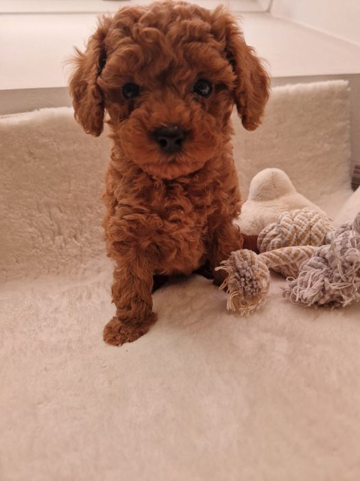 Cudowny malutki pudel toy piesek