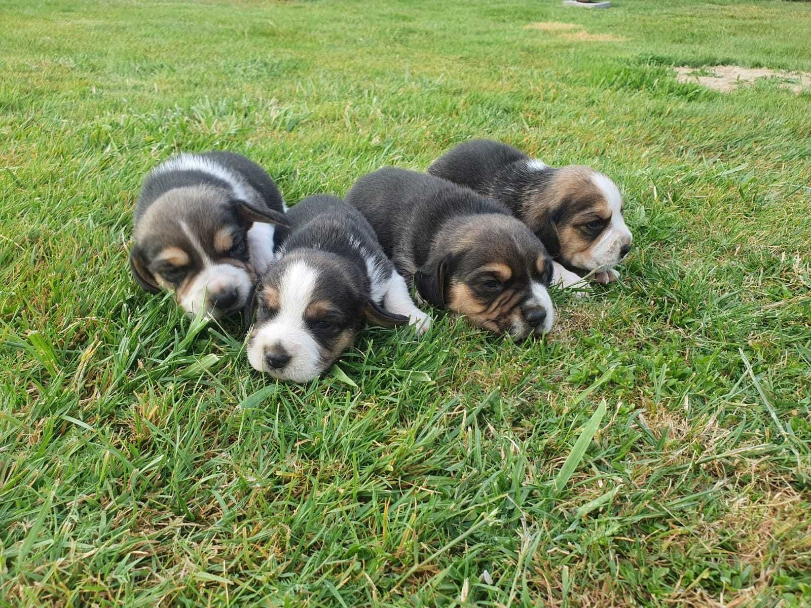 Piękna zdrowa suczka do odbioru  31.07, Beagle Tricolor, rodowód, chip