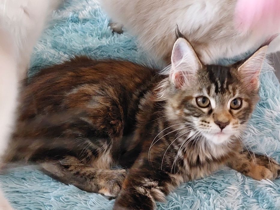 Xylia koteczka MCO FPL/FIFE