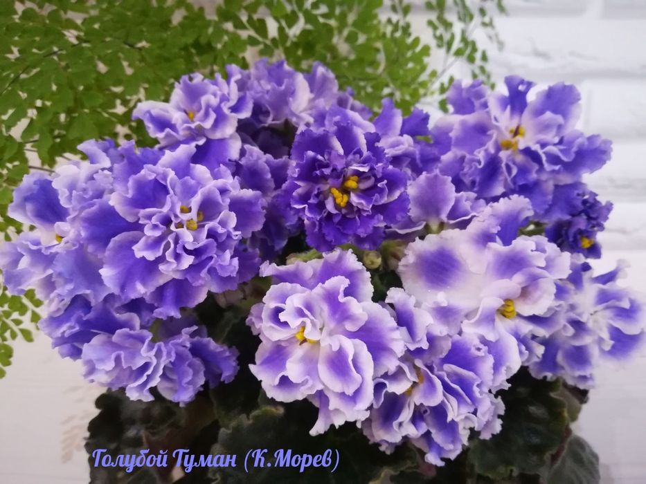 Сортові фіалки: дітки та свіжий зріз