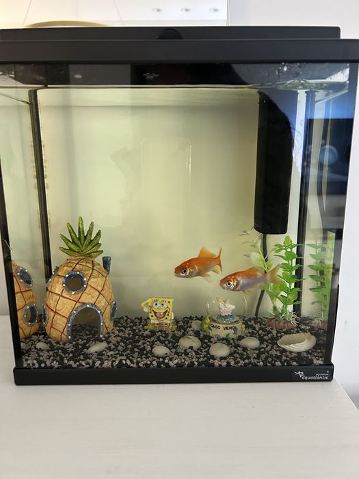 Aquário com 2 peixes