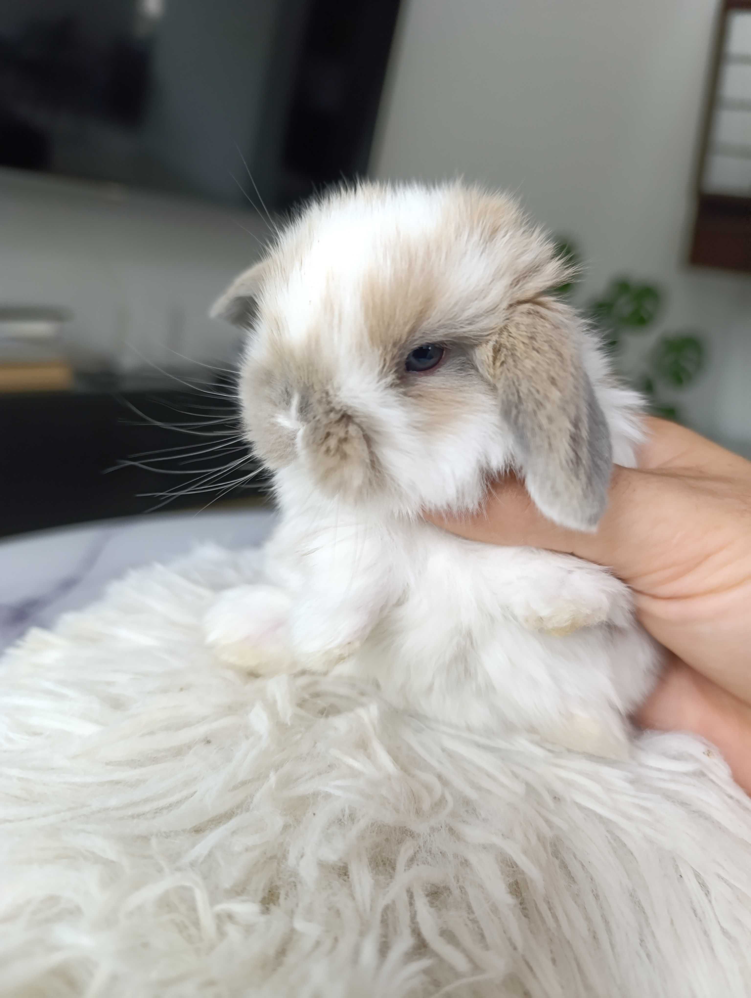 Mini lop karzełek Teddy hodowla zarejestrowana