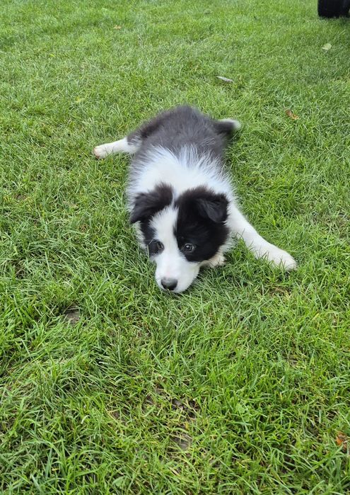 Piesek border collie show po zdrowych rodzicach
