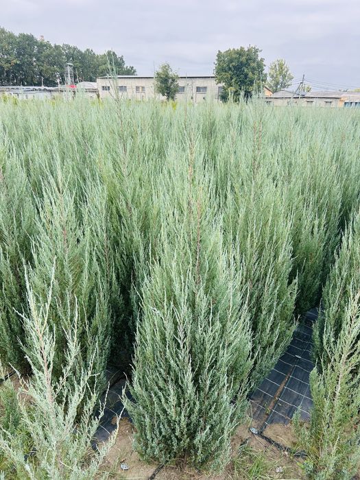 Туя смарагд, блю ероу, брабант оптом!