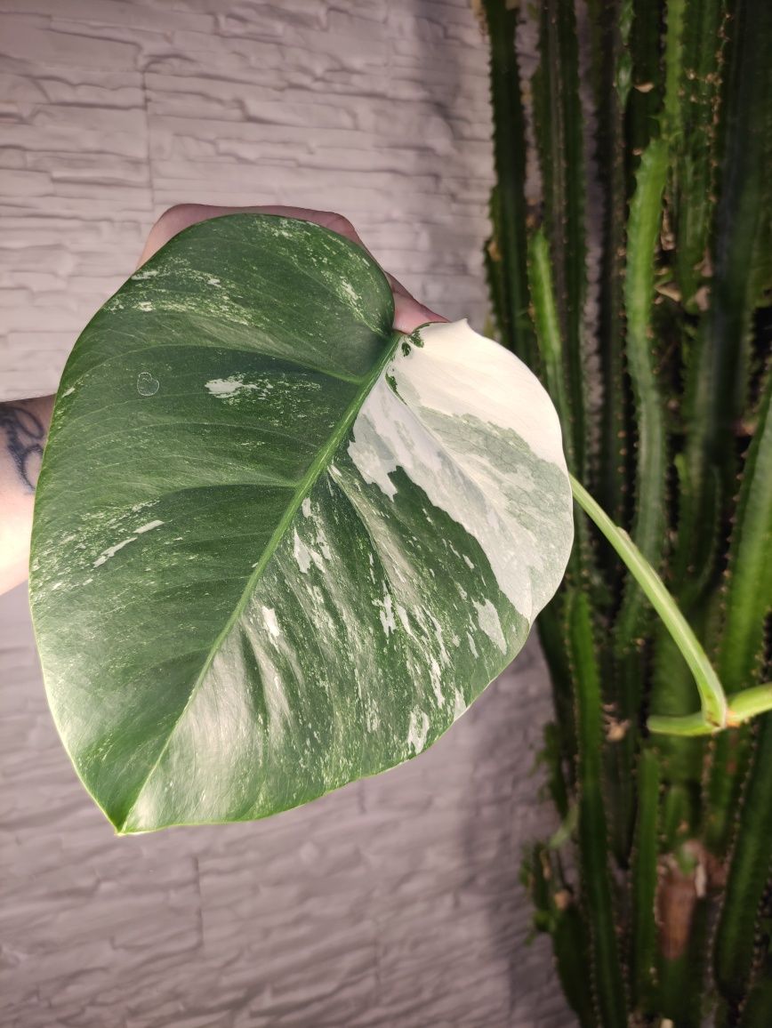 Monstera variegata 25