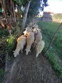 Vendo ovelhas do campo