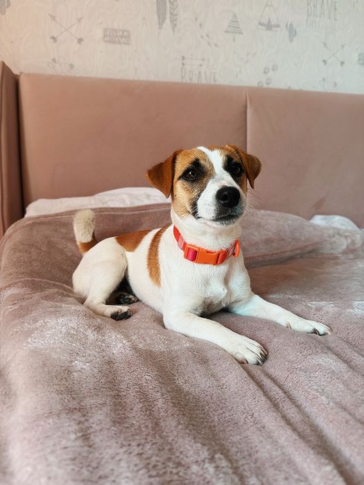 Дівчинка джек-рассел тер'єр чекає на свою люблячу сім‘ю.