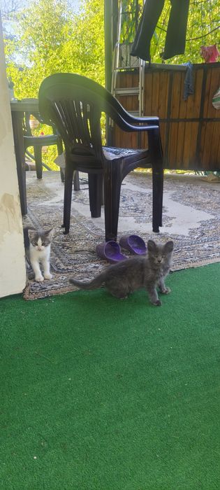 Кошенята шукають ДІМ!