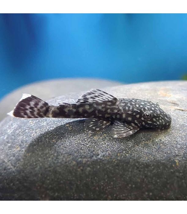 Peixes Tropicais