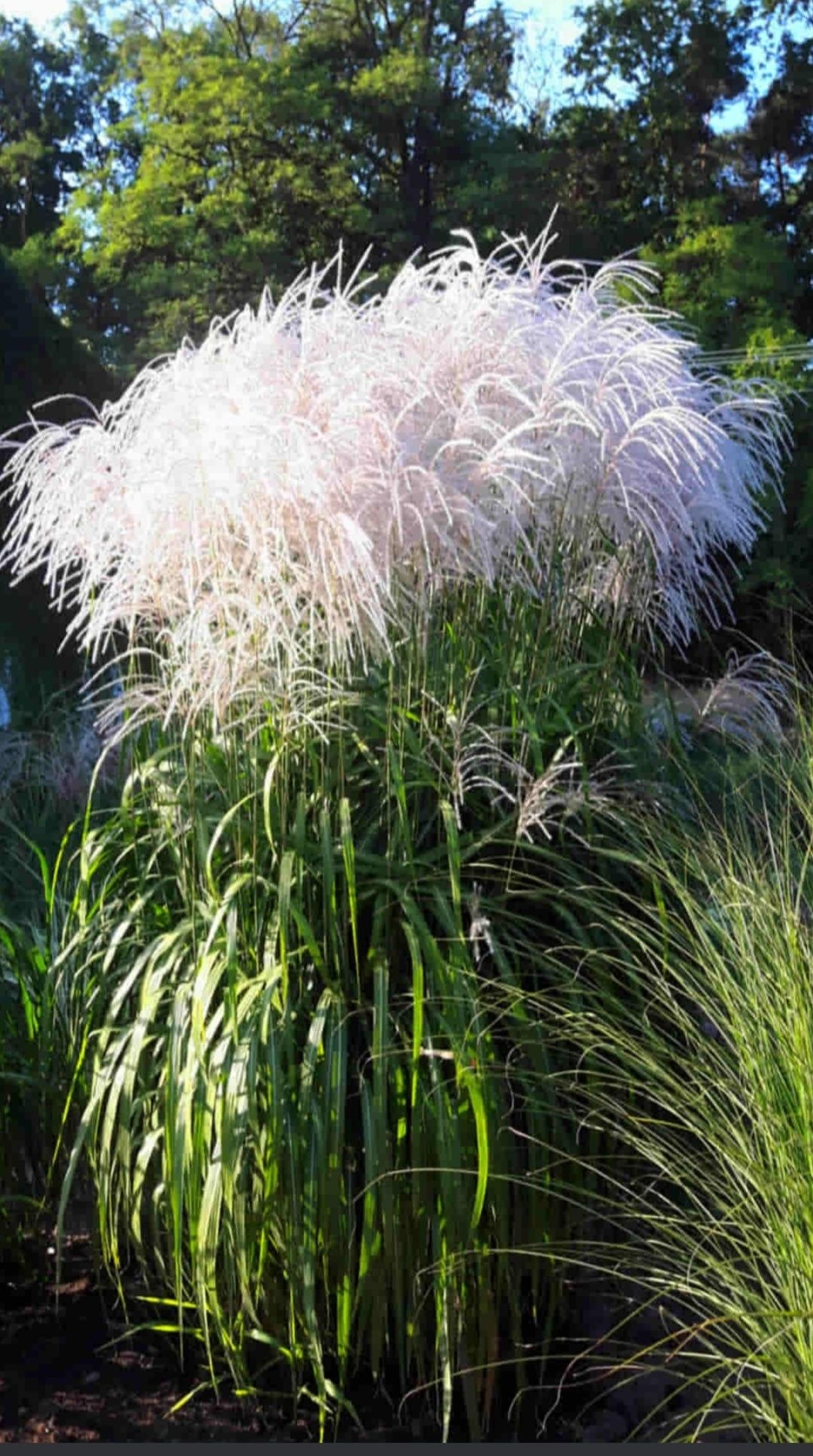 Miskant miscanthus MEMORY