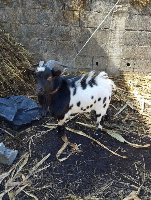 Cabrito anão adulto preto e branco