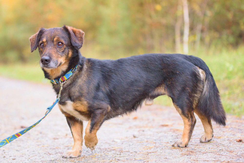 STEFEN - łagodny spokojny pies na tropie dobrego domu