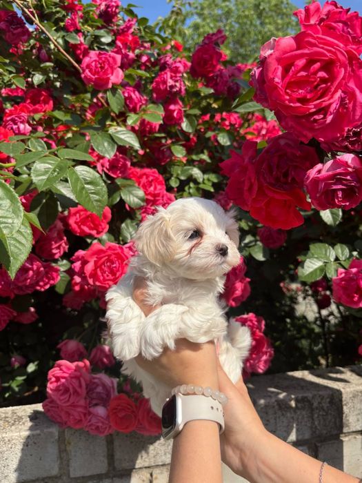 Дівчата мальтезе