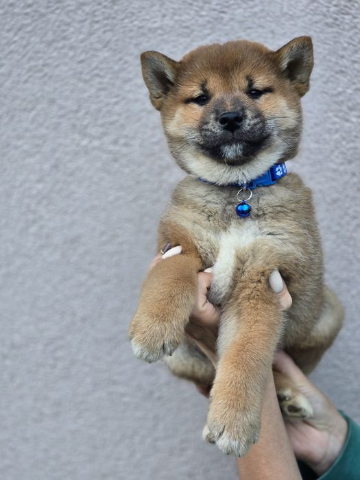 SHIBA INU szczeniak metryka piesek pies do odbioru szczenię