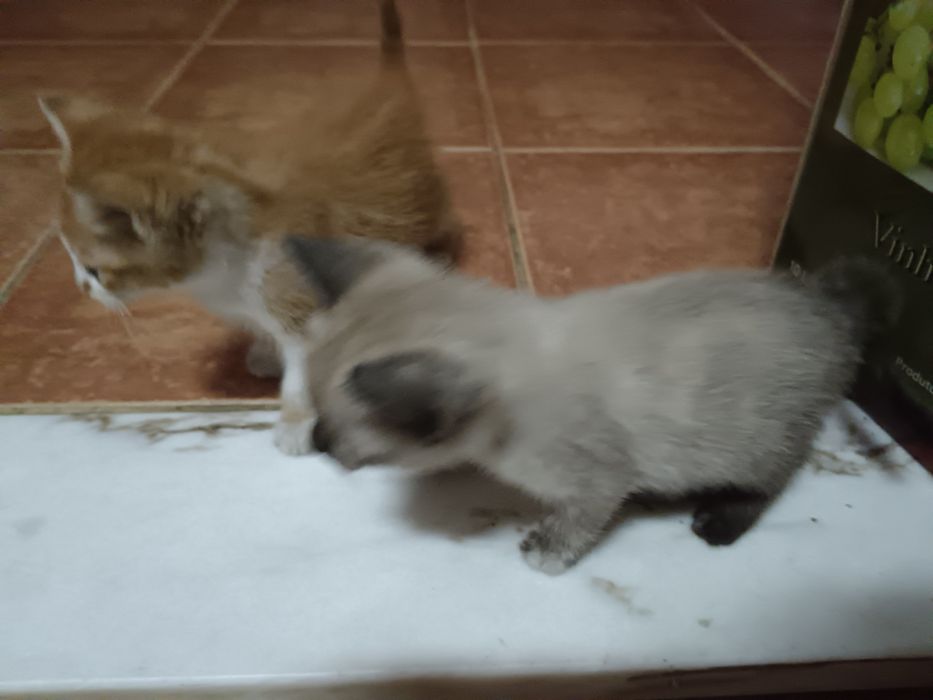 Dou gatinhos, duas fêmeas e um macho