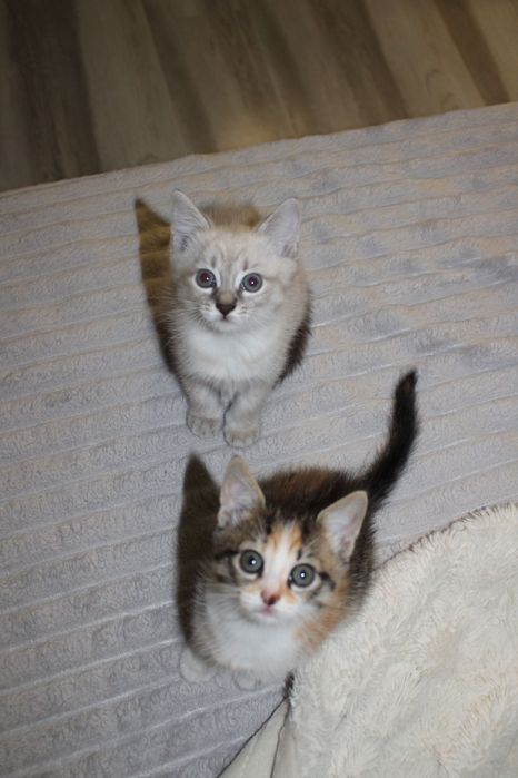 Ручні кошенята..