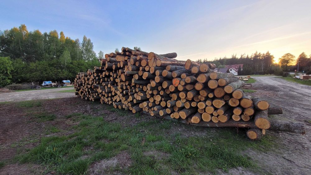 Drewno Dębowe w wałkach, w kawałkach, 2.5m