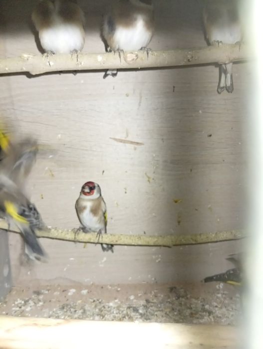 Criador número 562598