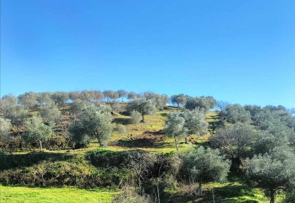 Azeite puro transmontano Mirandela 5L 45€