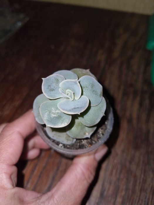 Суккуленты. Обмен на книги