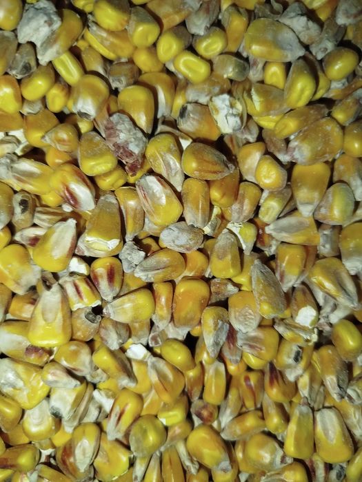 Kukurydza sucha 2025