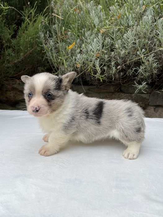 Welsh Corgi Cardigan - piesek Blue Merle