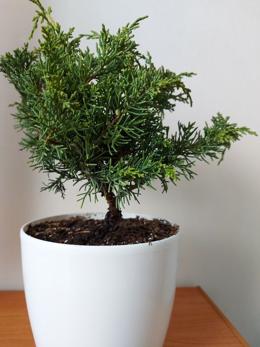 Бонсай ялівець (можжевельник) Шимпаку