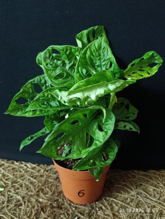 Monstera adansonii