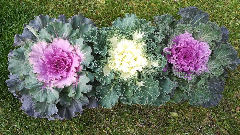 Kapusta ozdobna nie chryzantema