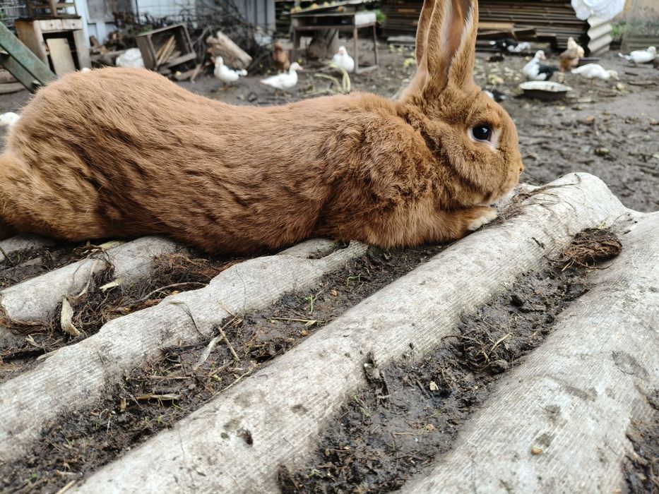 Кролі новозеландський червоний