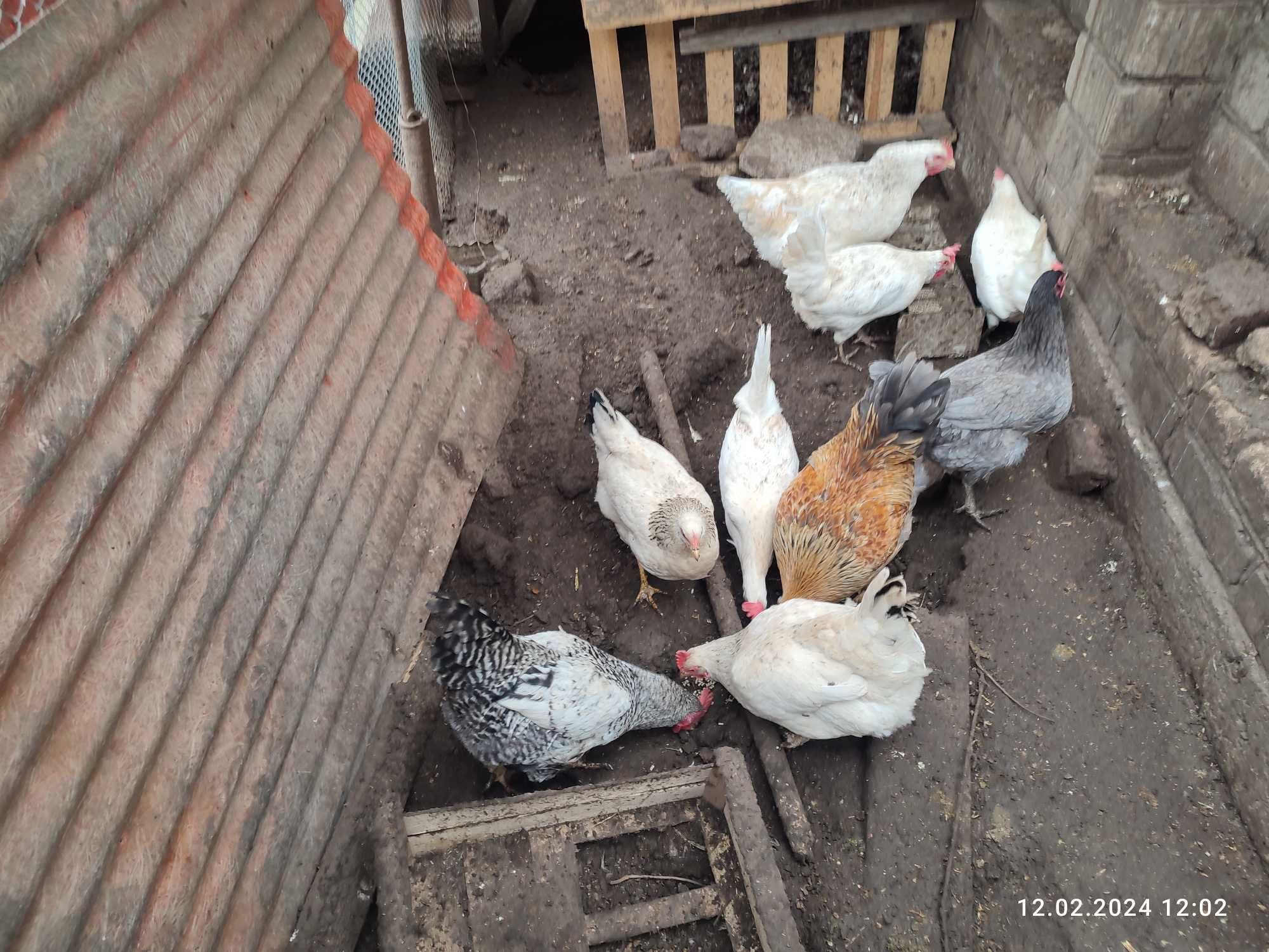 Продам кур - несушек и мясо-яичных пород. Одесса. Малиновский р-н