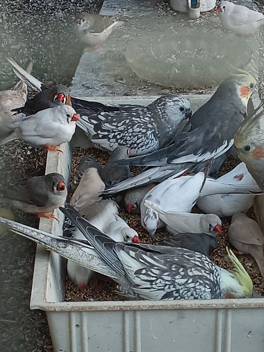 gołąbki diamentowe