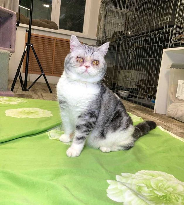 Толстушка Шотландская кошечка Пушинка, нежная и добрая, 1-3 годика