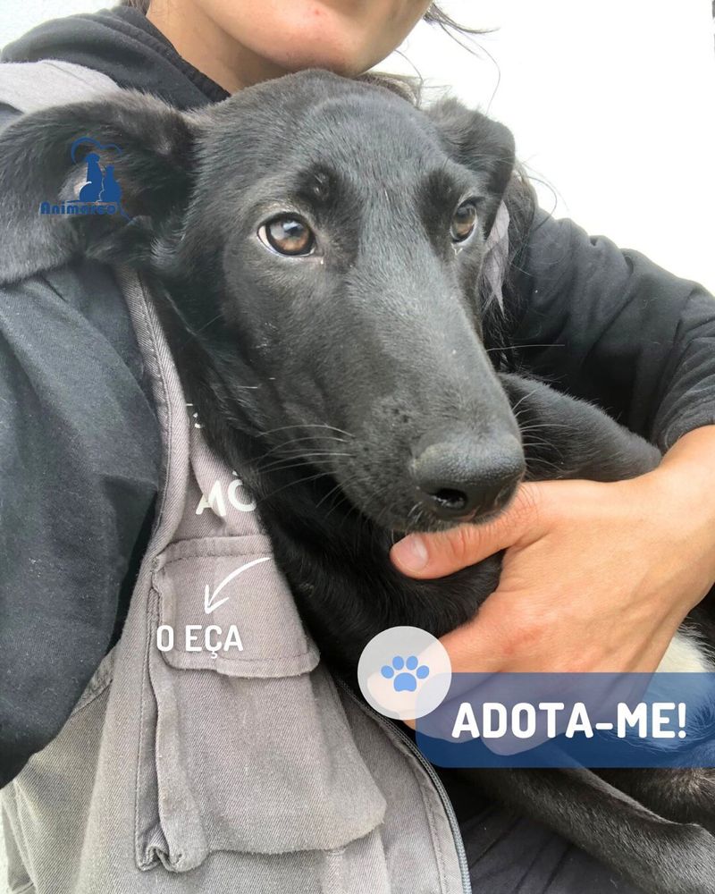 Eça cachorro para adoção ficará medio