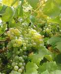 Vende -se uva branca  para vinho