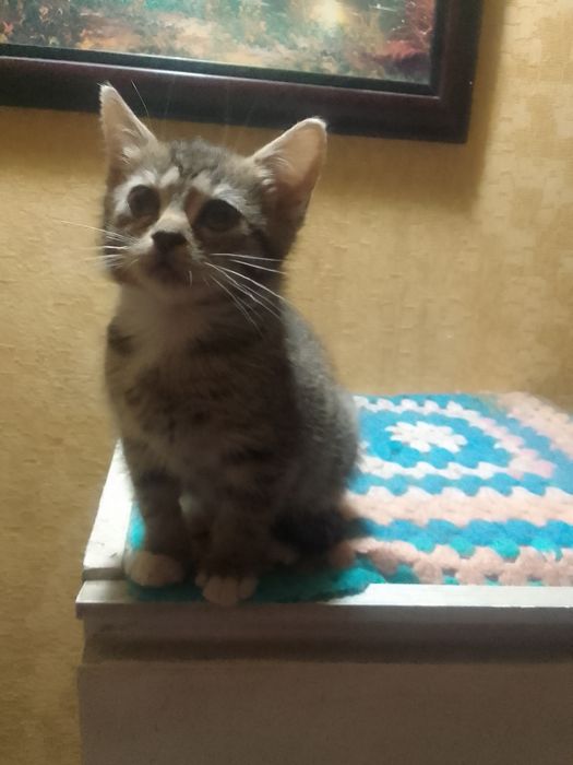 Кицюша в добрі руки.