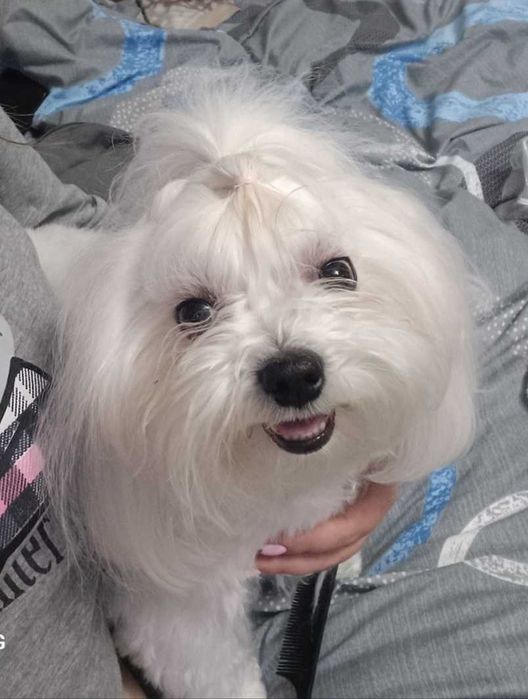 Хлопчик шукає дівчинку